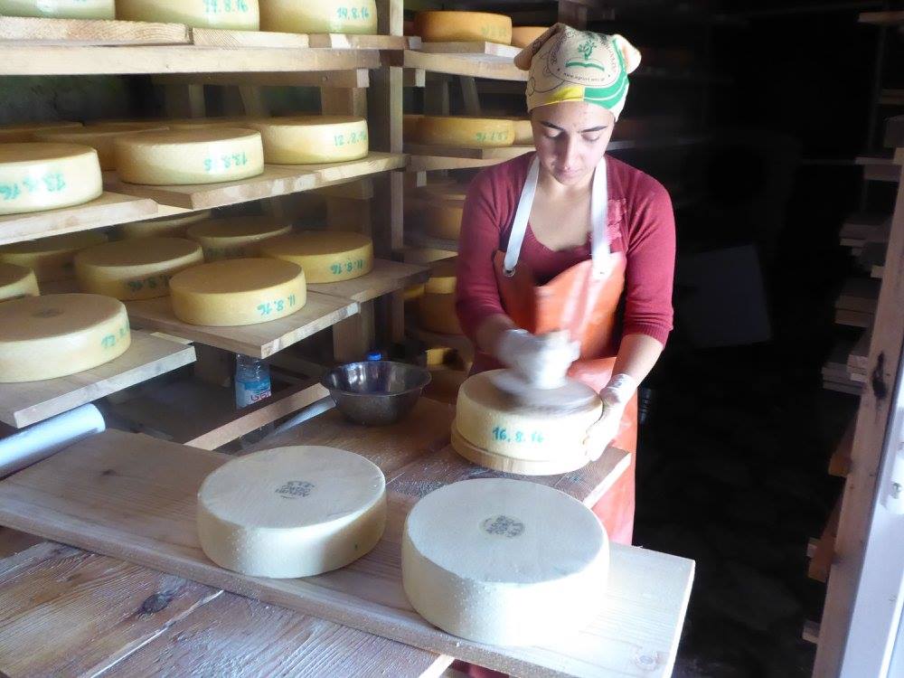 Swiss cheese from a Georgian alp geotv.ge